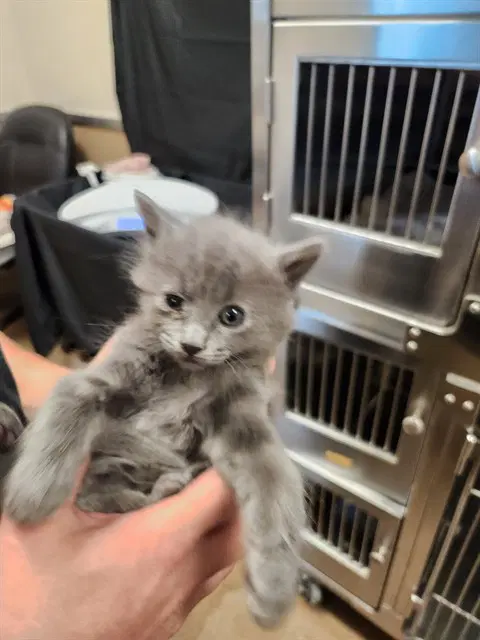 Selkie - Domestic Medium Hair