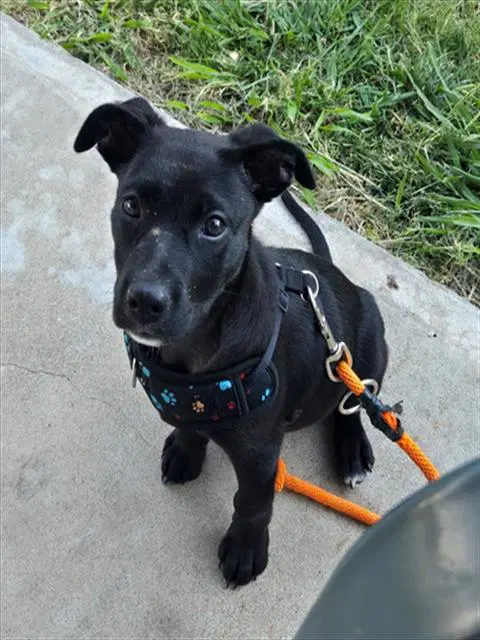Slinky - Pit Bull Terrier