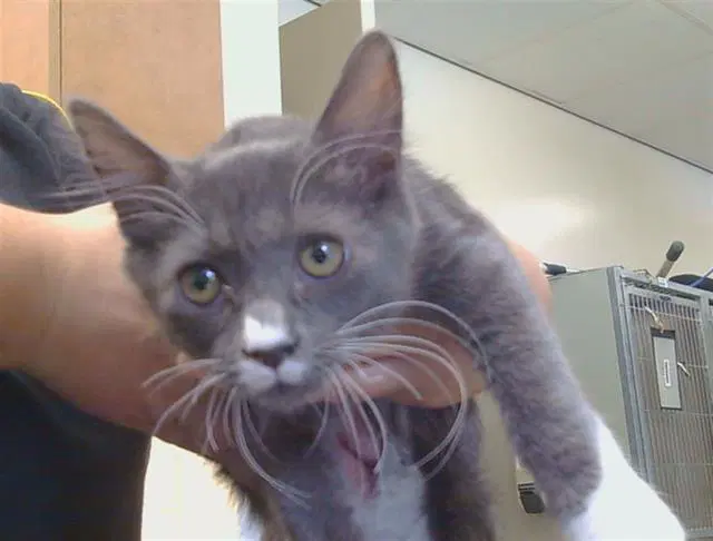 Colin - Domestic Short Hair