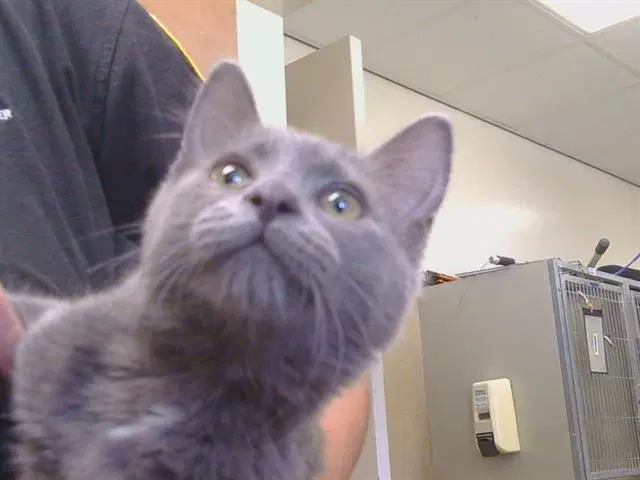 Jeremy - Domestic Short Hair