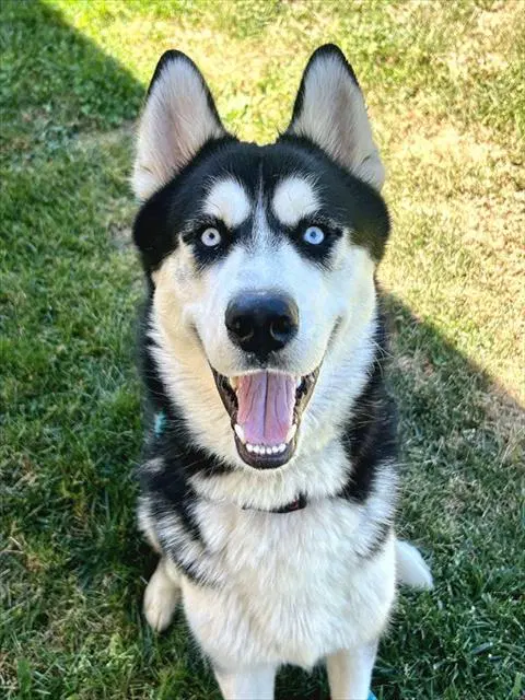 Nanook - Siberian Husky