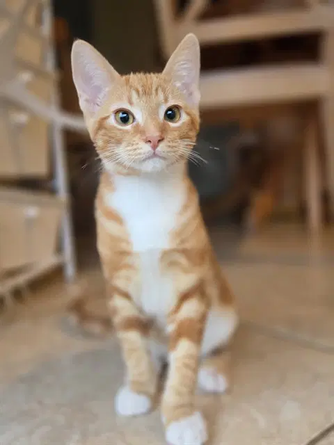 Crumbles - Domestic Short Hair
