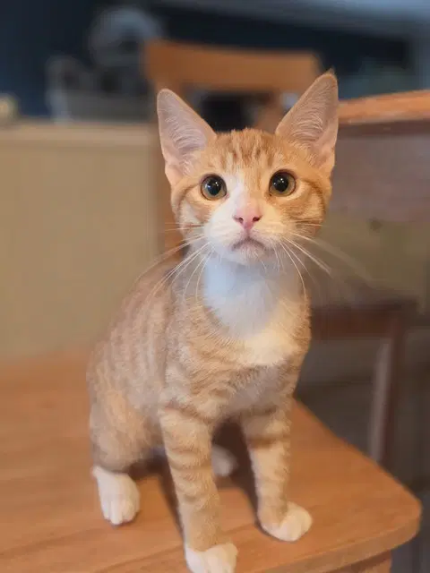 Rex - Domestic Short Hair