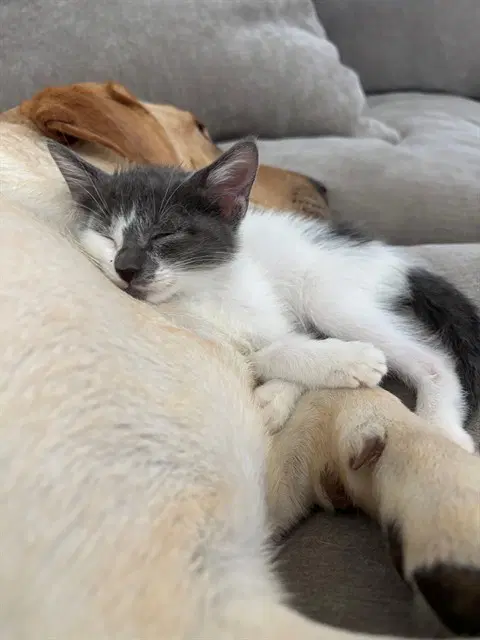 Fry - Domestic Short Hair