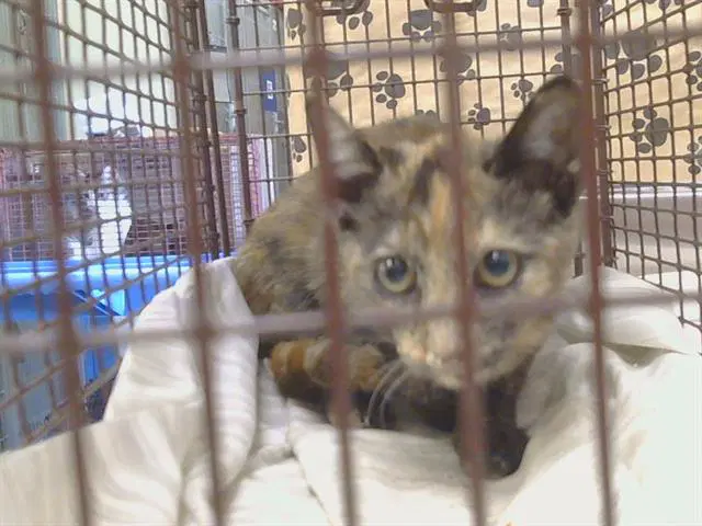Tortellini - Domestic Short Hair