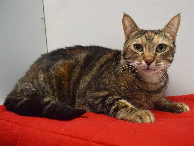 Callie image 1