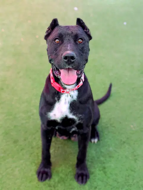 Lovegood - Cane Corso Mastiff
