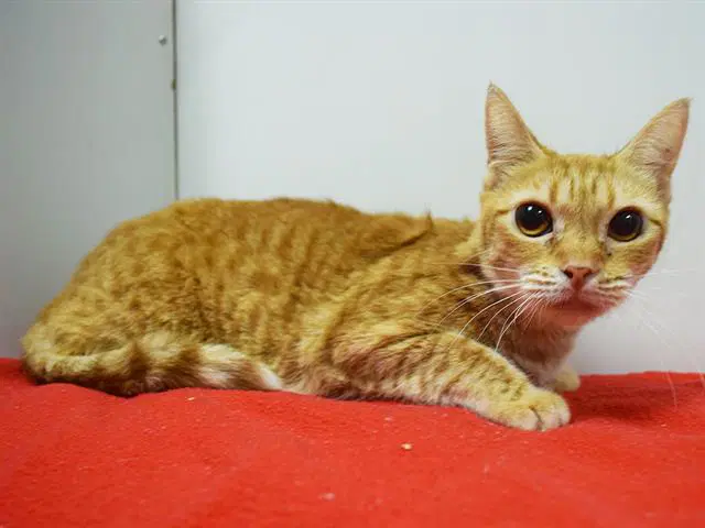 Lea Marie - Domestic Short Hair