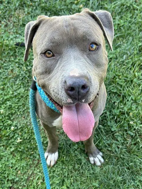 Luigi - Pit Bull Terrier
