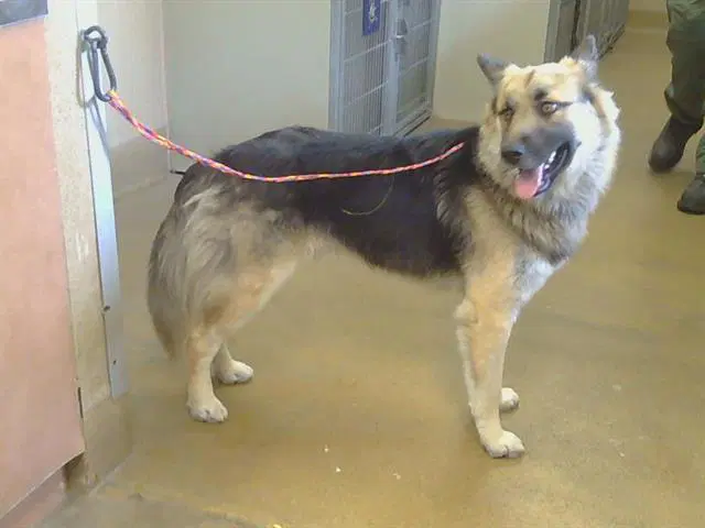 Theo - German Shepherd Dog