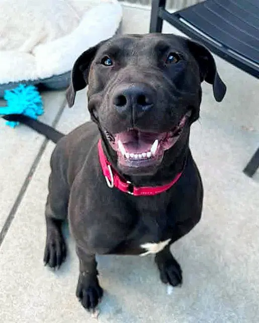 Rosalina - Labrador Retriever