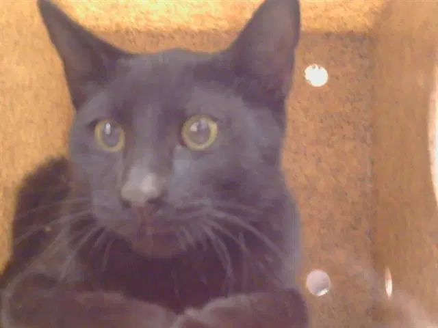 Marty - Domestic Short Hair