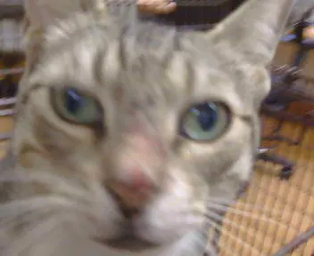Campbell - Domestic Short Hair