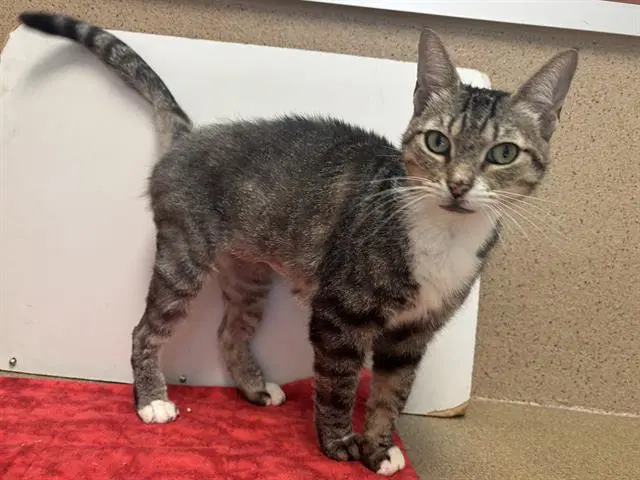 Campbell - Domestic Short Hair