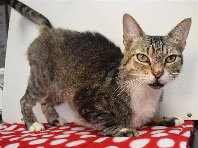 Campbell - Domestic Short Hair