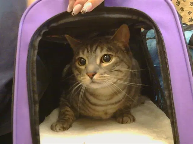 Ravioli - Domestic Short Hair