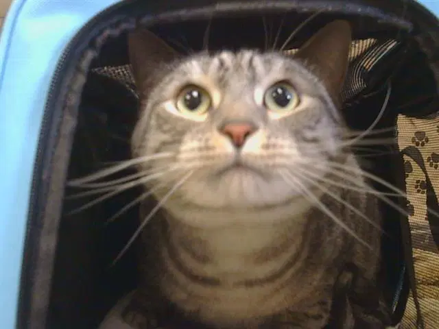 Canoli - Domestic Short Hair