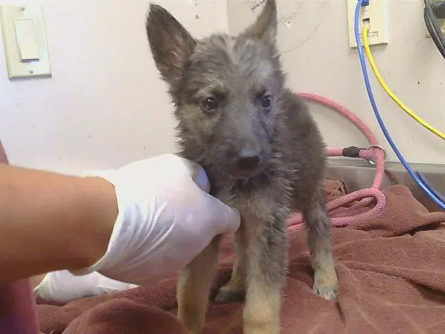 Piglet - German Shepherd Dog