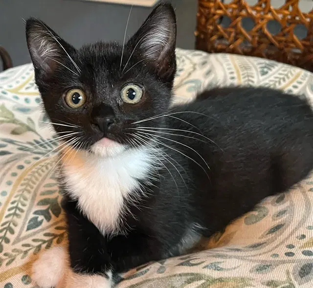 Cookie - Domestic Short Hair