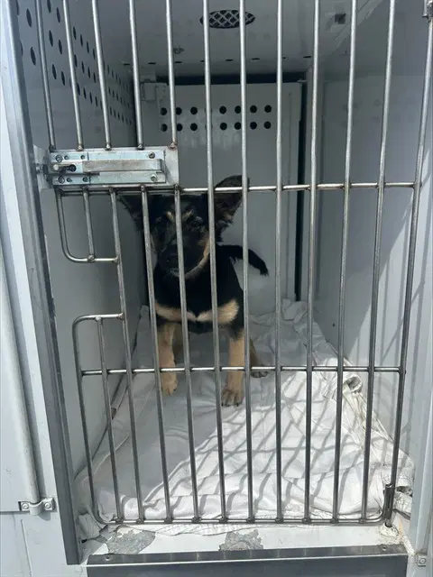 Lela - German Shepherd Dog