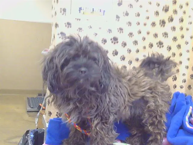 Oso - Lhasa Apso