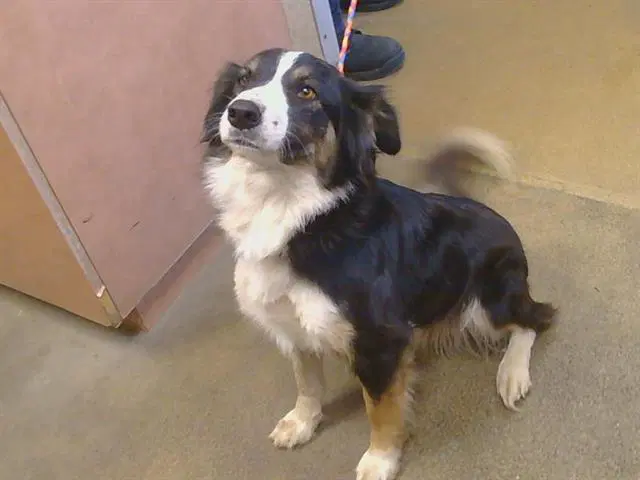 Samus - Australian Shepherd