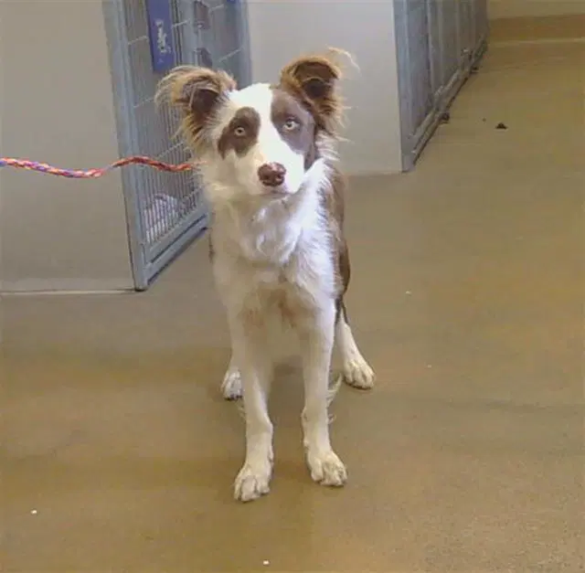 Unknown - Border Collie