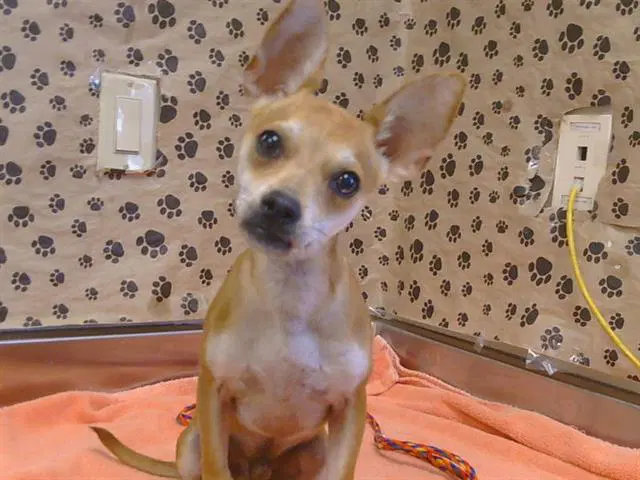 Unknown - Chihuahua