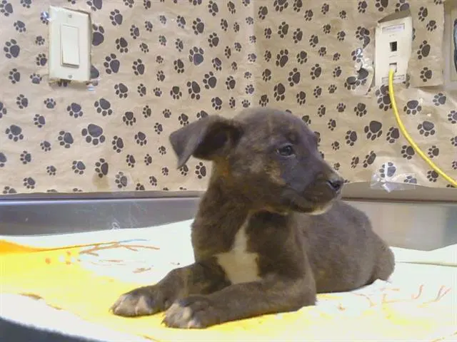 Unknown - Pit Bull Terrier