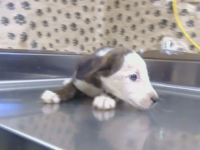 Unknown - Pit Bull Terrier