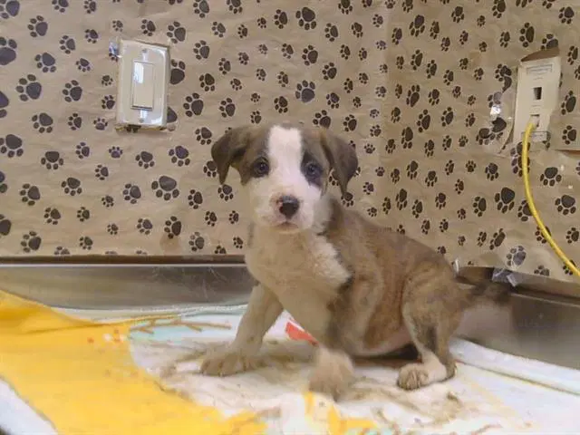 Unknown - Pit Bull Terrier