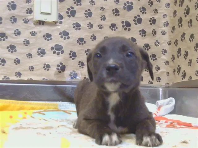 Unknown - Pit Bull Terrier
