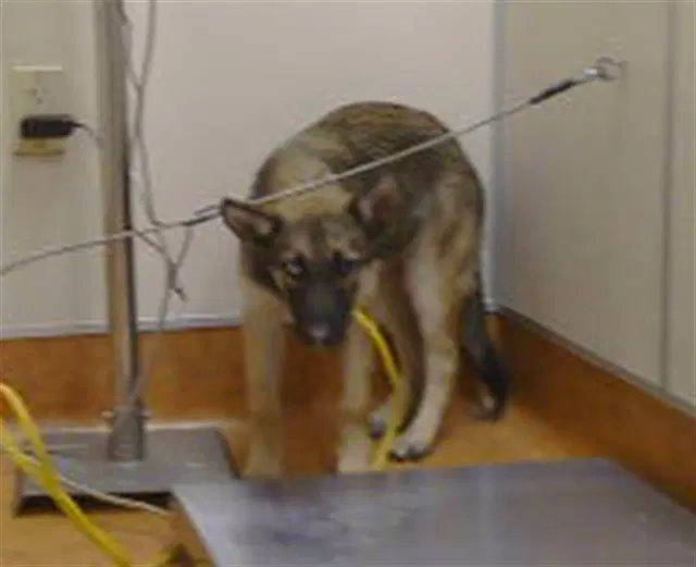 Unknown - German Shepherd Dog