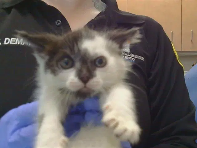Unknown - Domestic Short Hair