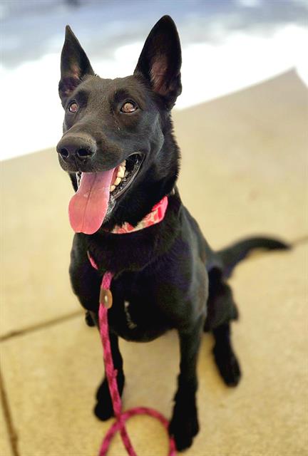 *ROGUE, a dog for adoption from Sacramento County Animal Care and Regulation