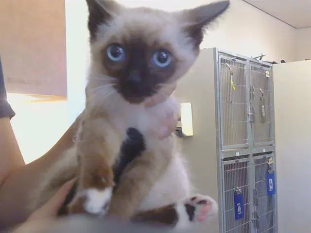 Lola - Domestic Short Hair