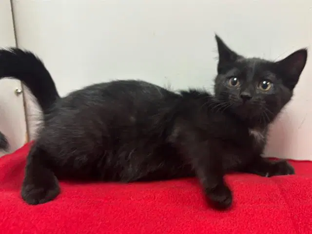 Bella - Domestic Short Hair