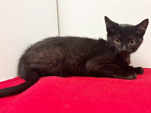 Binx - Domestic Short Hair