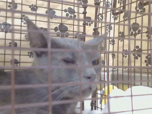 Unknown - Domestic Short Hair