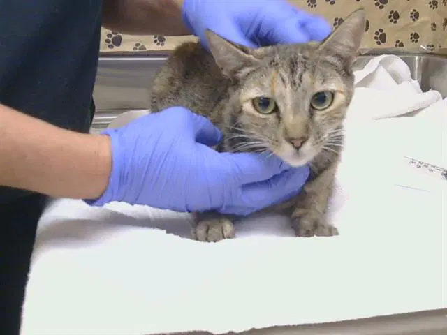 Unknown - Domestic Short Hair