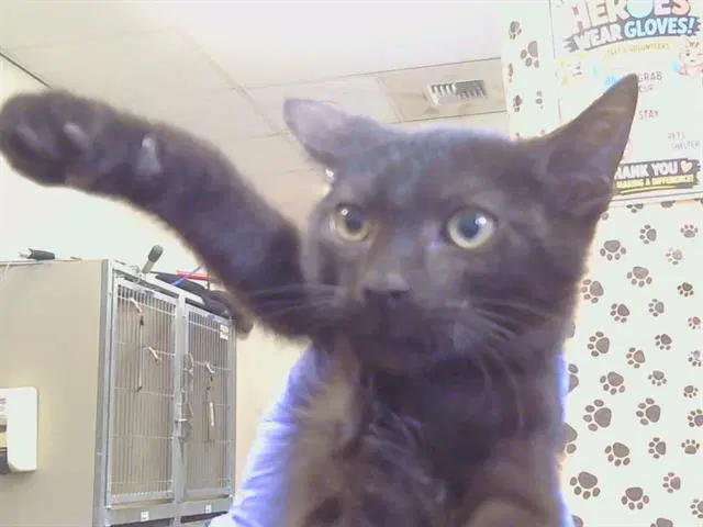 Kinza - Domestic Short Hair
