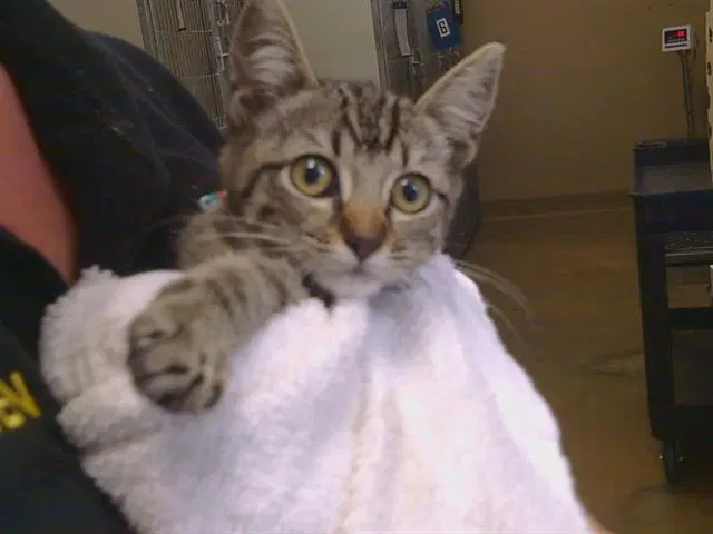 Tynisha - Domestic Short Hair