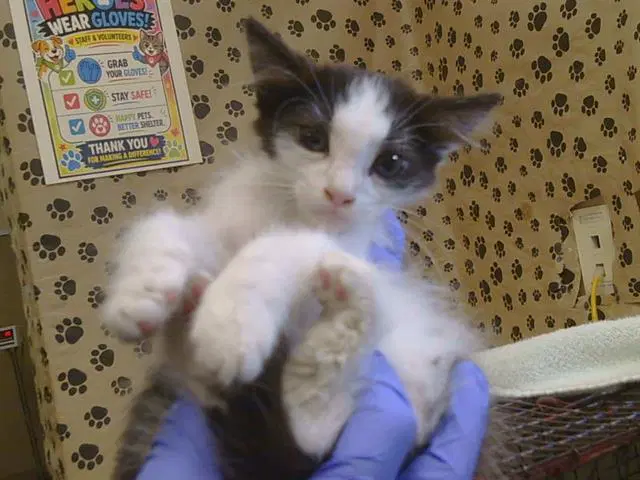 Marv - Domestic Medium Hair