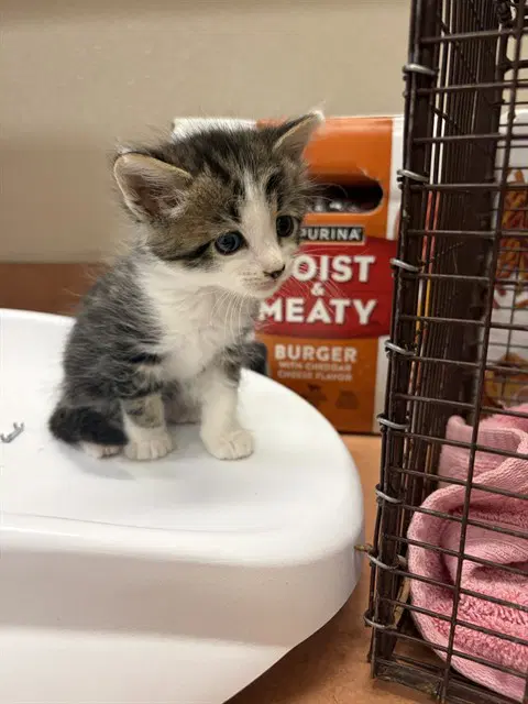 Scallywag - Domestic Short Hair