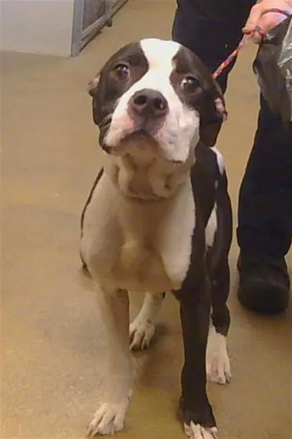 Fendii Irvins - Staffordshire Bull Terrier