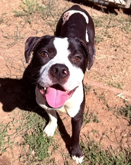 Fendii Irvins - Staffordshire Bull Terrier