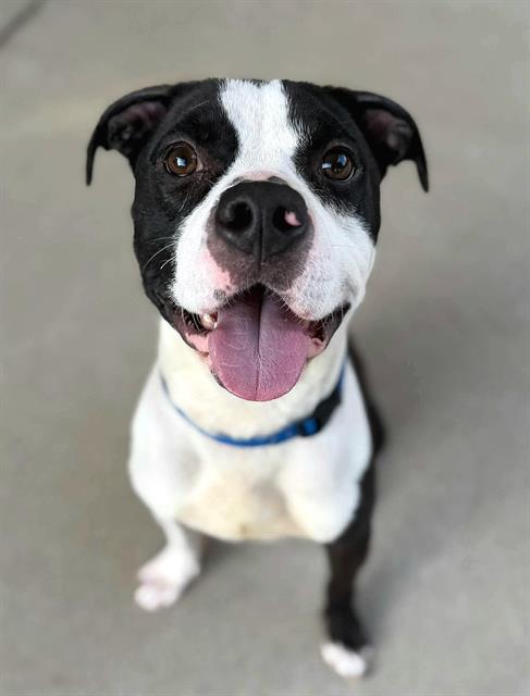 FENDII IRVINS, a dog for adoption from Sacramento County Animal Care and Regulation