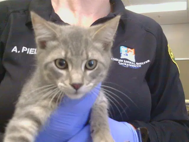 Unknown - Domestic Short Hair