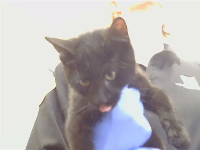 Unknown - Domestic Short Hair