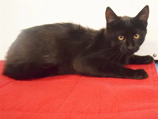 Infinity - Domestic Short Hair